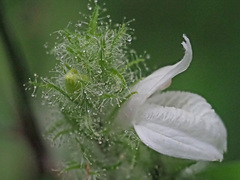 Isoglossa ciliata