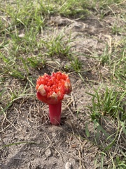 Haemanthus sanguineus