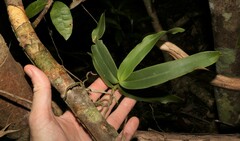 Peristeranthus hillii