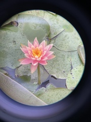 Nymphaea tetragona