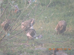 Anas platyrhynchos domesticus