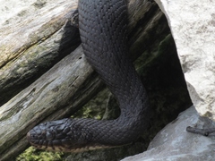 Nerodia sipedon insularum