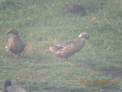 Anas platyrhynchos domesticus