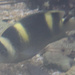 Banded Damselfish - Photo (c) Andrew Taylor, some rights reserved (CC BY-NC), uploaded by Andrew Taylor