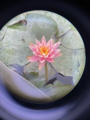 Nymphaea tetragona