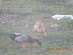 Anas platyrhynchos domesticus