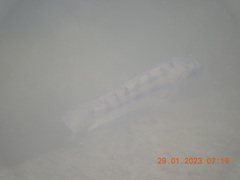 Oreochromis niloticus