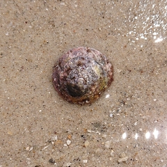 Bellastraea squamifera