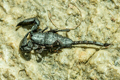 Opisthacanthus