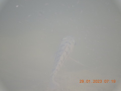 Oreochromis niloticus