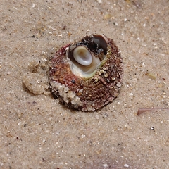 Bellastraea squamifera
