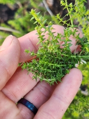 Galium stellatum