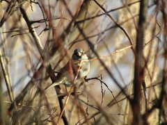 Passer domesticus