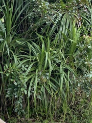 Pandanaceae