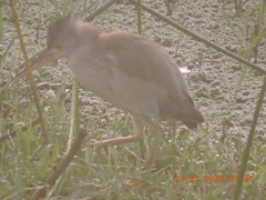 Ixobrychus sinensis