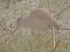 Ixobrychus sinensis