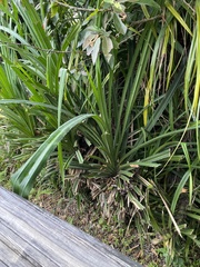 Pandanaceae