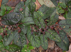 Strobilanthes reptans
