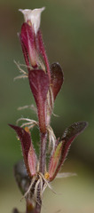 Strobilanthes reptans
