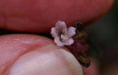 Strobilanthes reptans