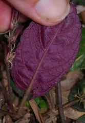 Strobilanthes reptans