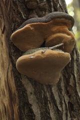Phellinus igniarius