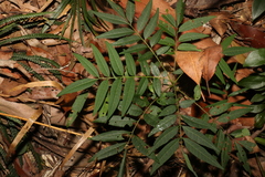 Ailanthus triphysa