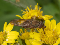 Rhingia