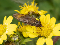 Rhingia