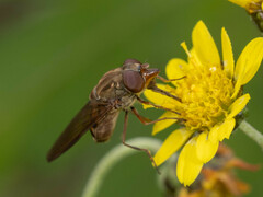 Rhingia