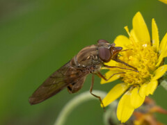 Rhingia