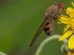 Rhingia