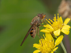 Rhingia