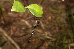 Austroaeschna pulchra