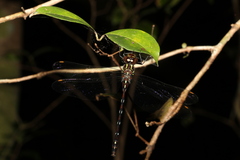 Austroaeschna pulchra