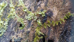 Lophocolea bidentata