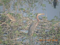Ardea purpurea