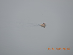 Tachybaptus ruficollis