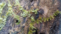 Lophocolea bidentata