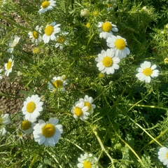 Anthemis