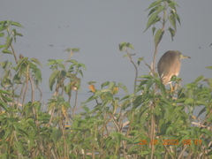 Ardeola grayii
