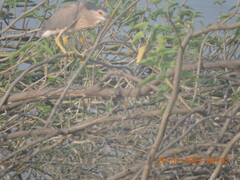 Nycticorax nycticorax