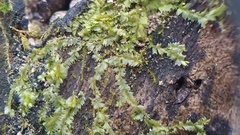 Lophocolea bidentata