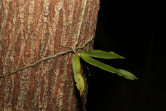 Peristeranthus hillii