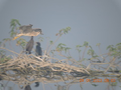 Nycticorax nycticorax