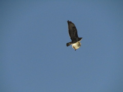 Buteo buteo