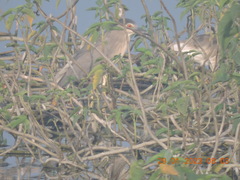 Nycticorax nycticorax