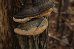 Phellinus igniarius