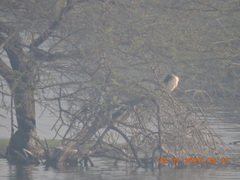Nycticorax nycticorax