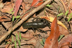 Cherax depressus